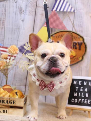 20240910こてつくん